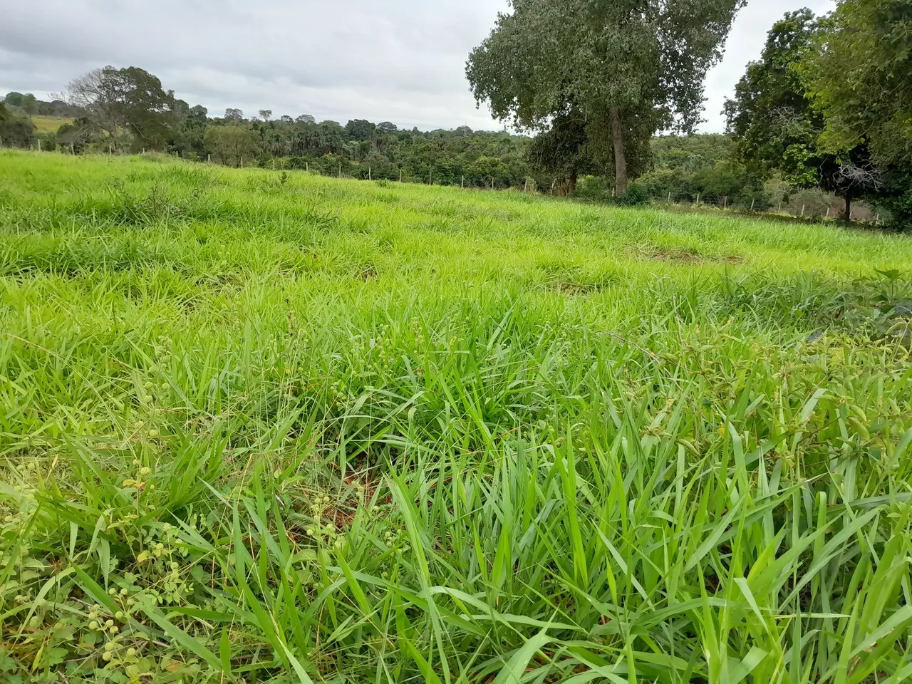 VENDO área 40 hectares. ANASTACIO Ms