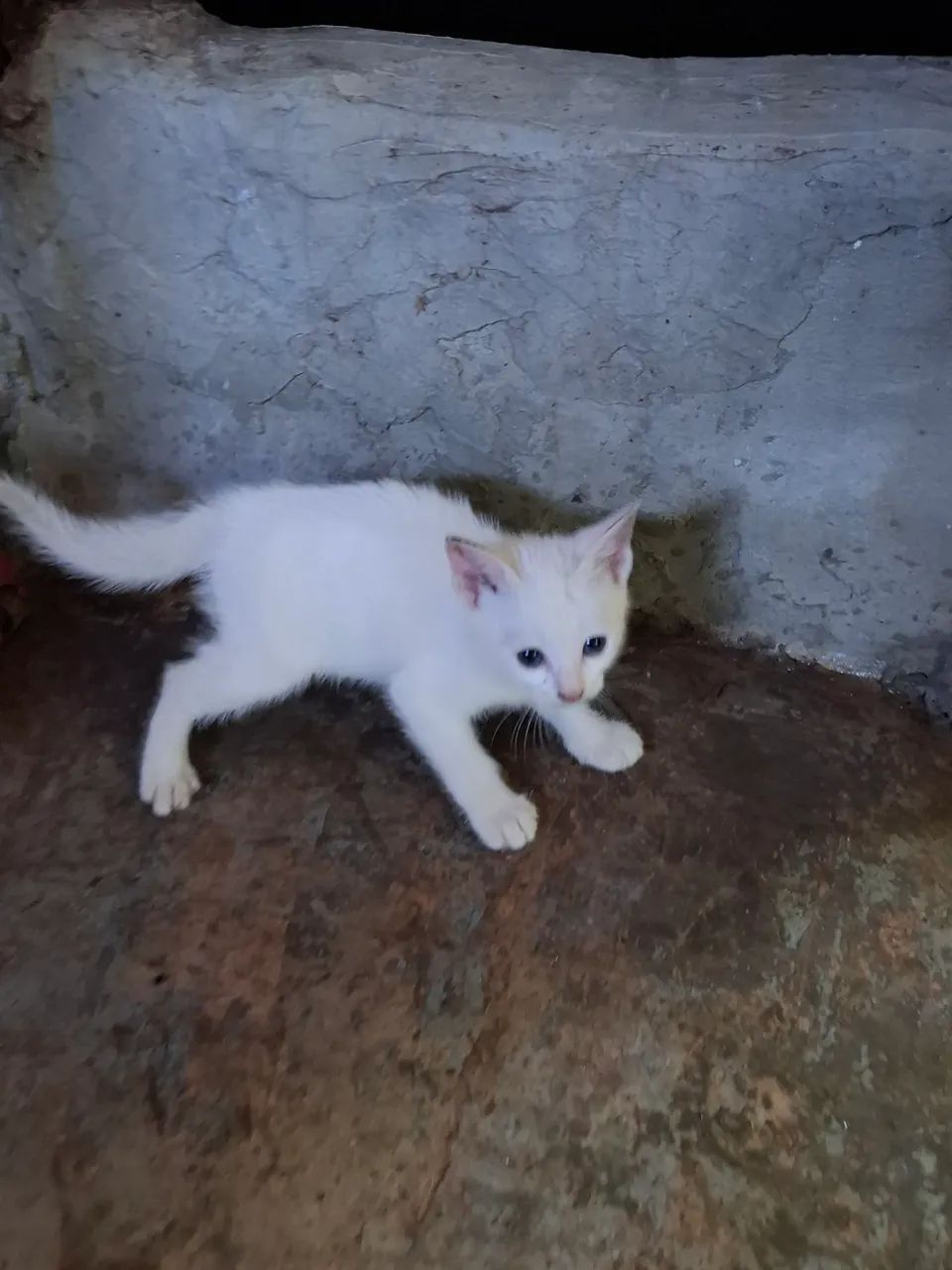 Lindos gatinhos para doação  - Foto 2