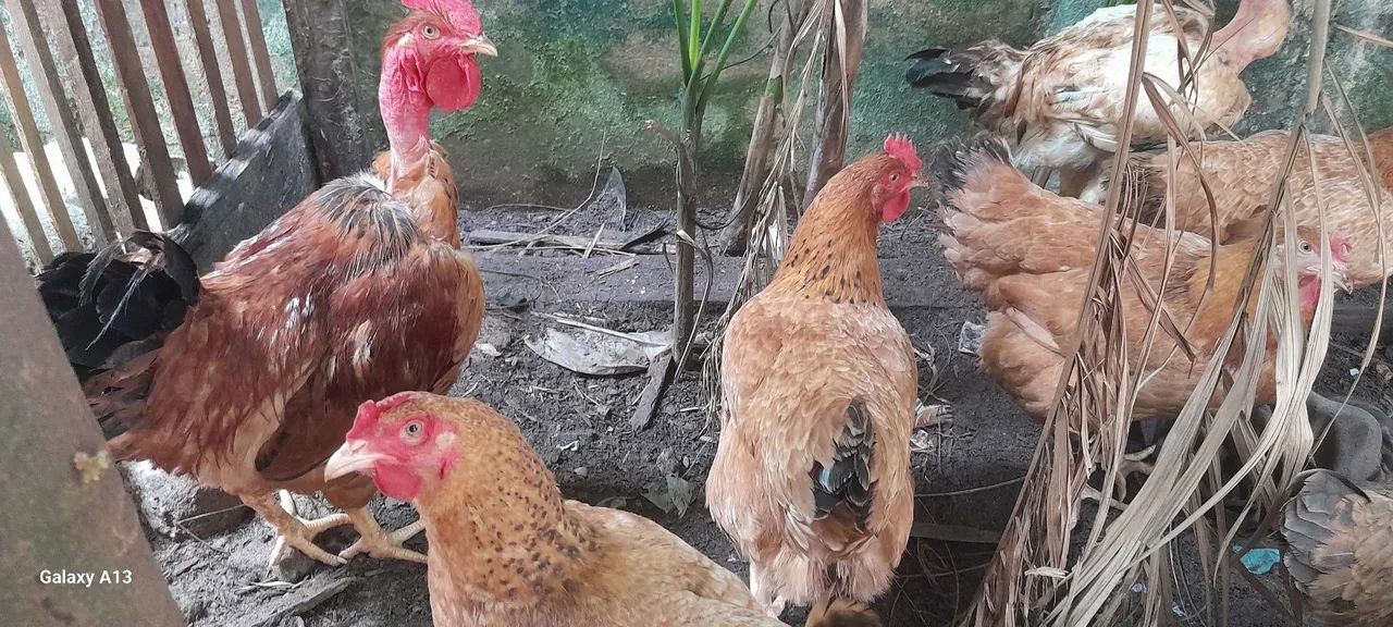 Vendo. Galinhas.  - Foto 2