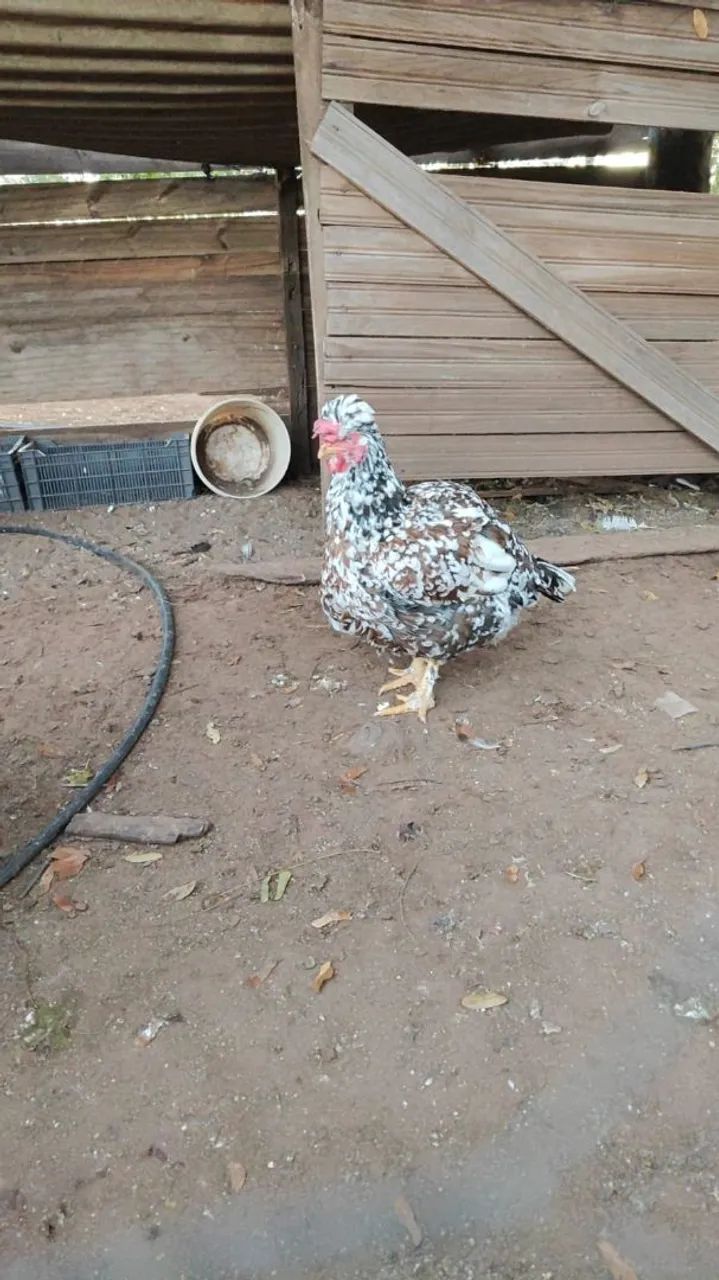 Galinha balão sertaneja  - Foto 5
