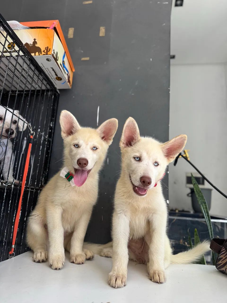 Huskysiberiano 800$
