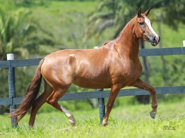 Éguas Mangalarga Marchador, puro sangue, registradas, domadas, várias pelagens e idades. - Foto 2