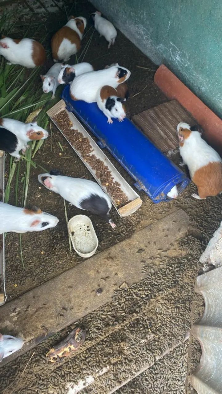 Porquinhos 64551630468355121