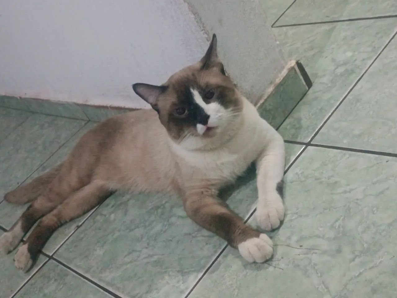 Doação gato siamês  - Foto 2