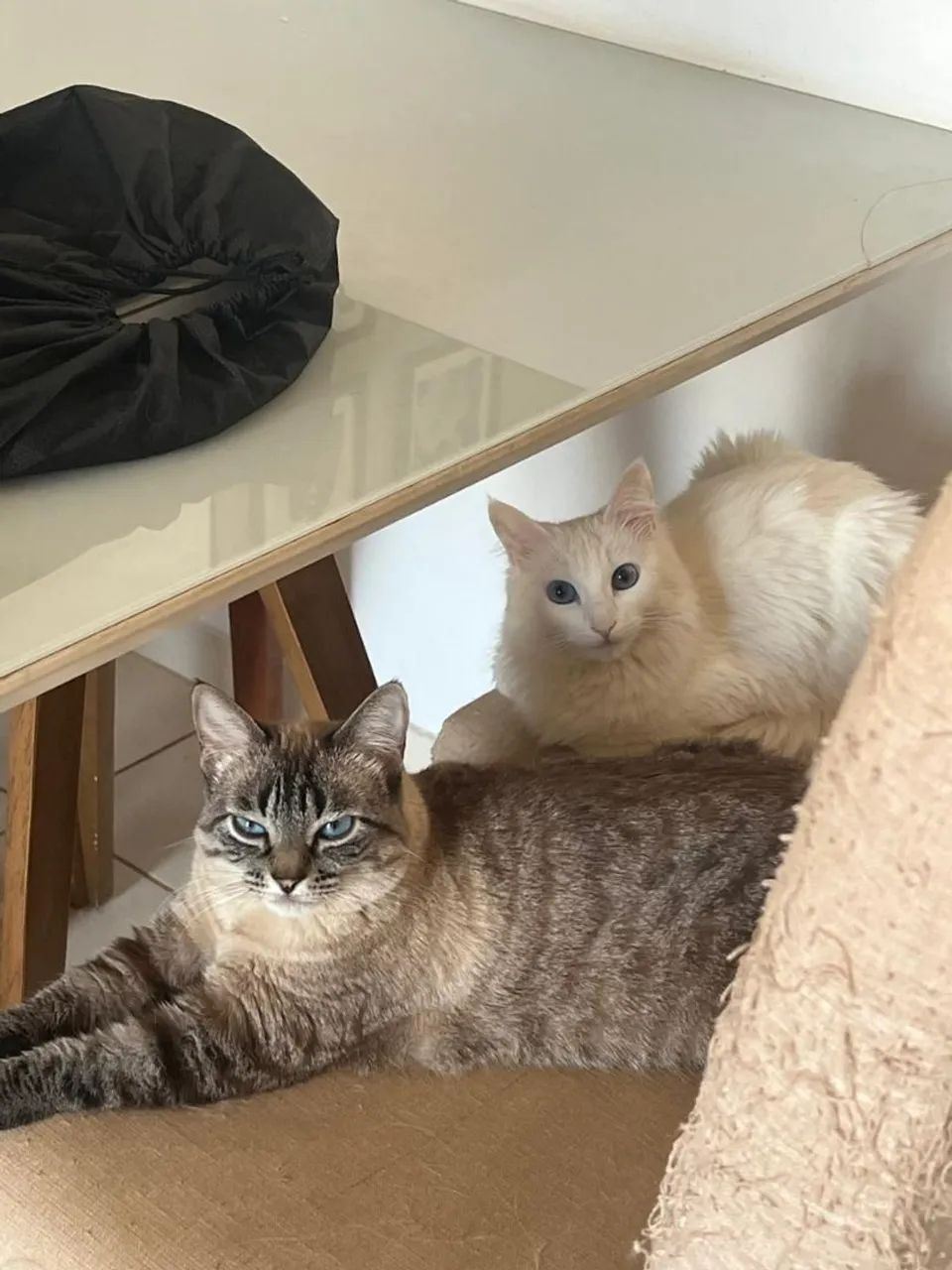 Doação de gatas (SOMENTE JUNTAS) - Foto 5