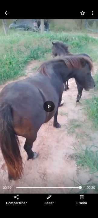 Poninha com potrinho muito mança de sela linda 