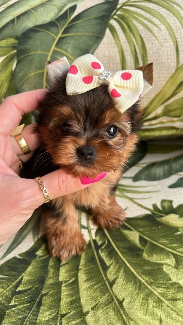 Filhote Yorkshire Yorkshire Terrier Olx Filhotes Yorkshire Terrier