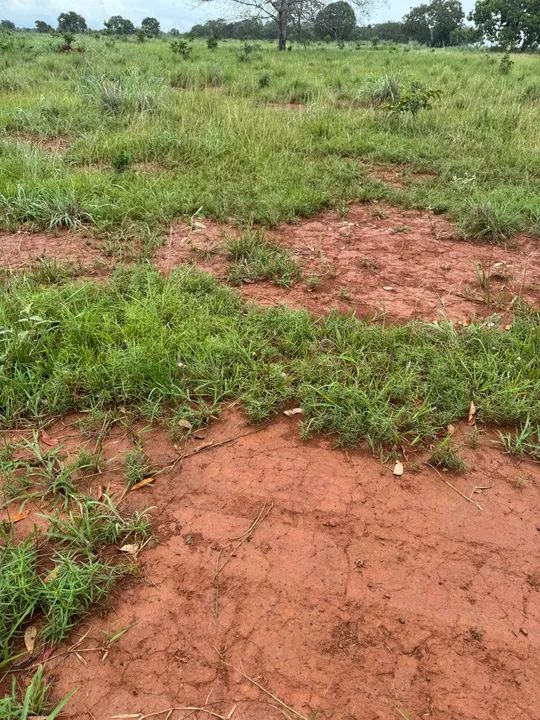 FAZENDA 390 ALQUEIRES ARGILA ACOMA DE 30 PLANTA PERMITIDO  - Foto 4