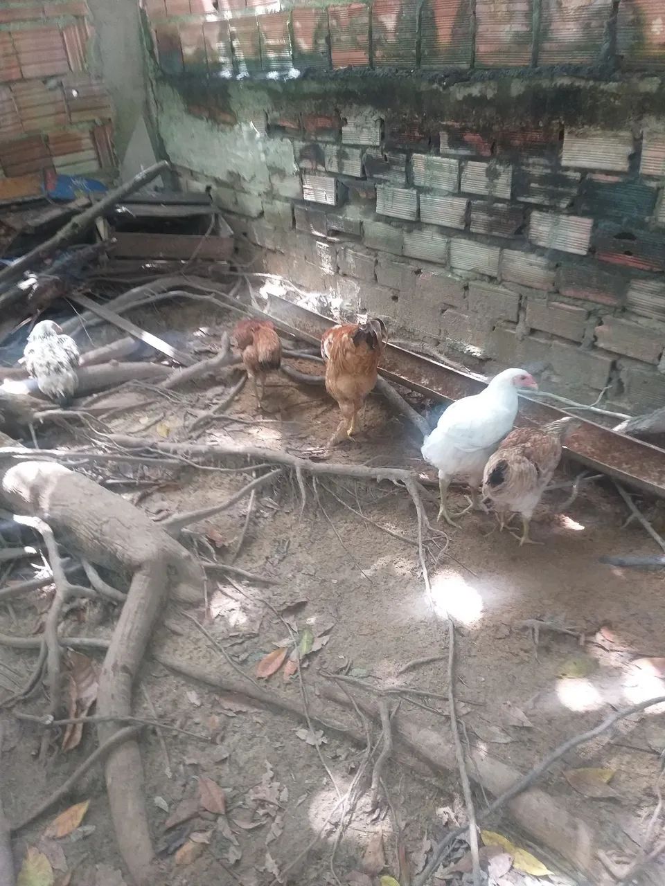 Pintos e galinhas - Foto 6