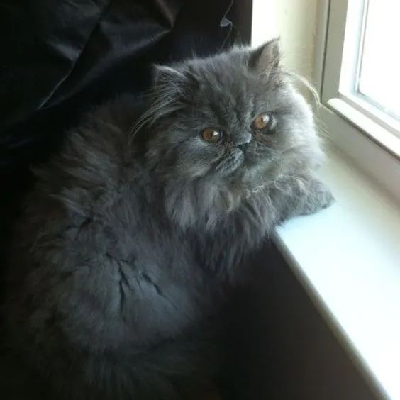 Persa Filhotes na Cor Cinza a Sua Espera  - Foto 3