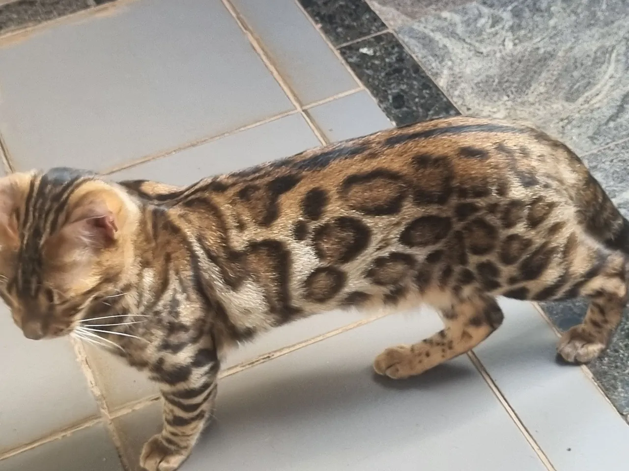 Gato bengal machos castrados