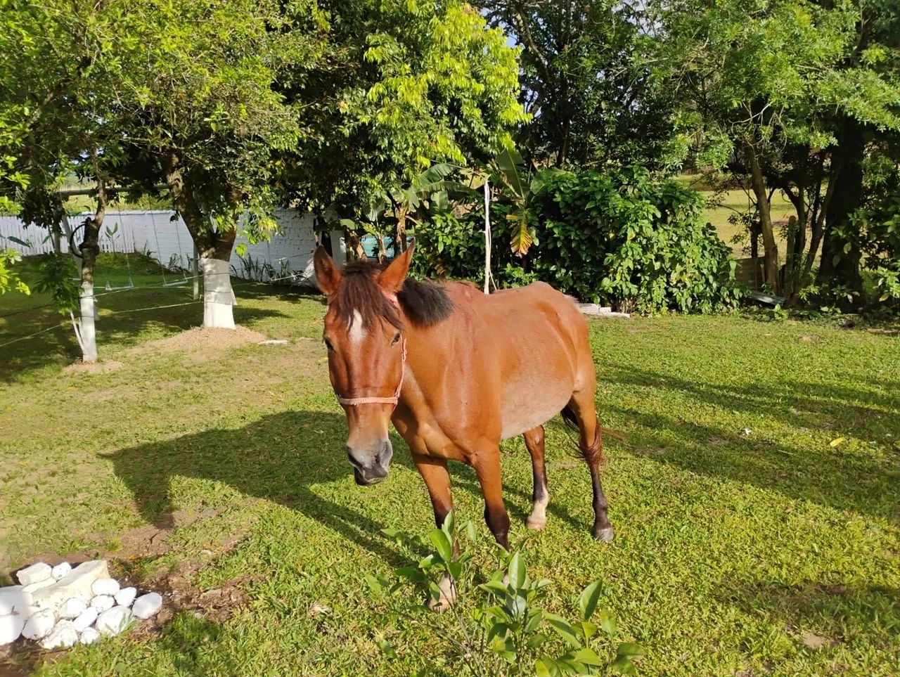 Cavalo Castrado e Manso - Foto 2