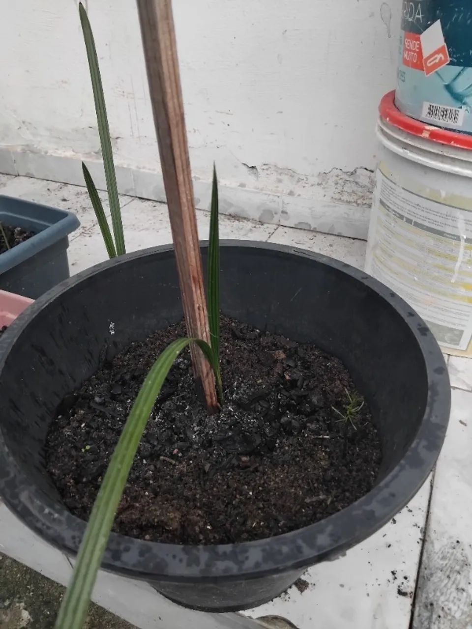 Tâmaras *  - Foto 4