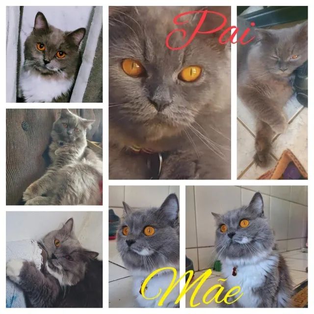 Gato Persa macho à procura de namorada  - Foto 4