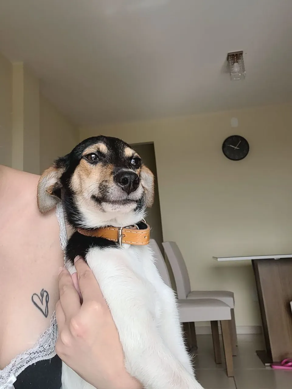 Cãozinho Coragem para adoção super responsável (leia a legenda)