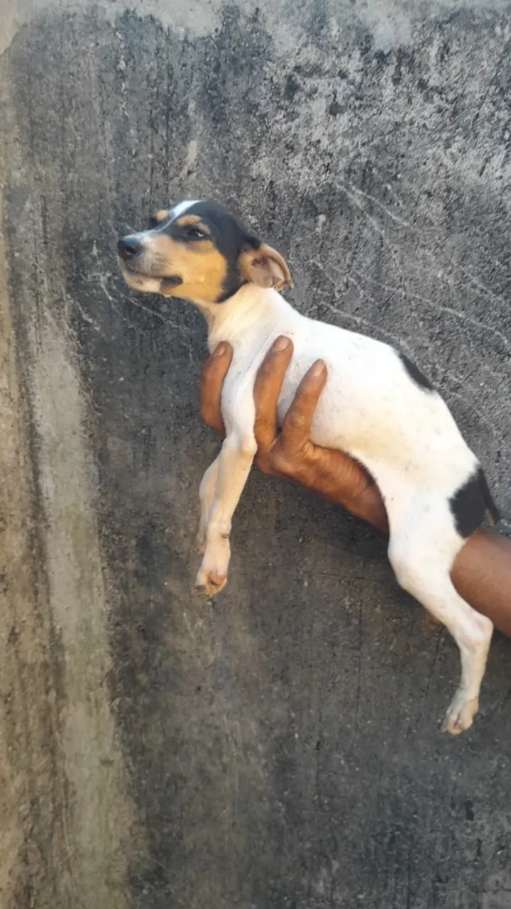Filhotes de Fox Paulistinha