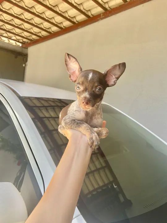 Pinscher Macho chocolate merle Passo cartão até 10x