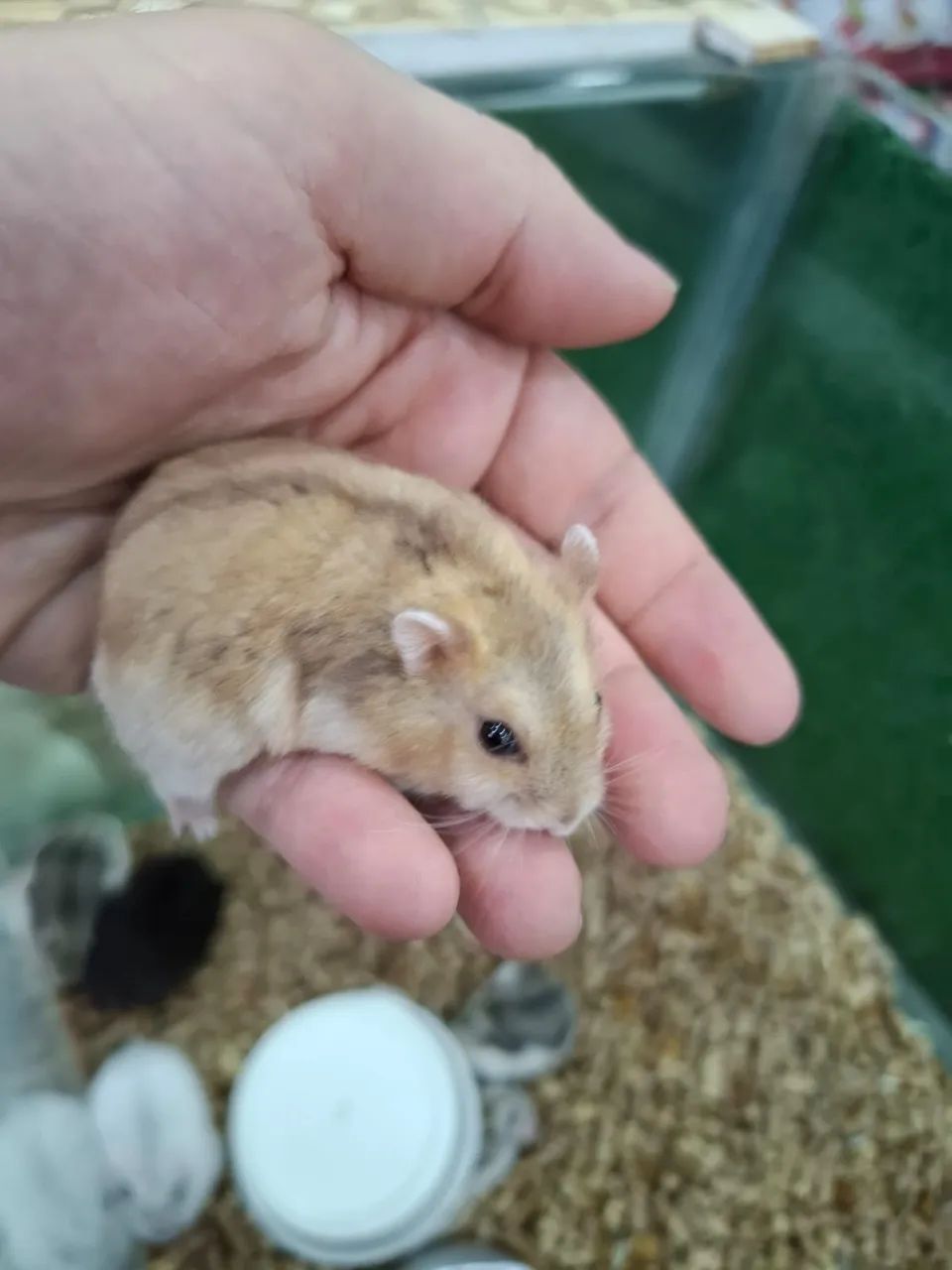 Hamster anão russo - Foto 6