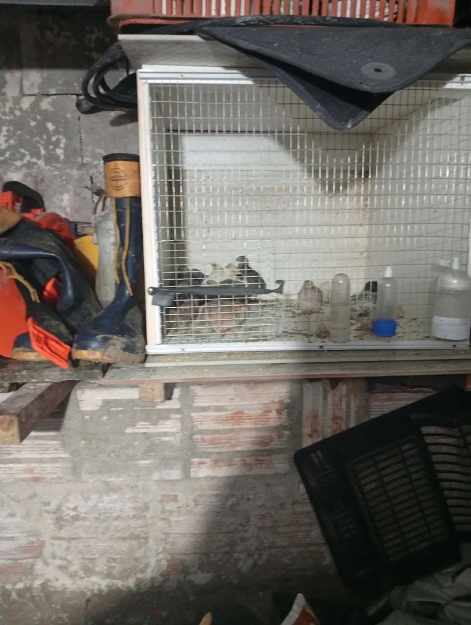 Codornas 25 Dias  - Foto 4