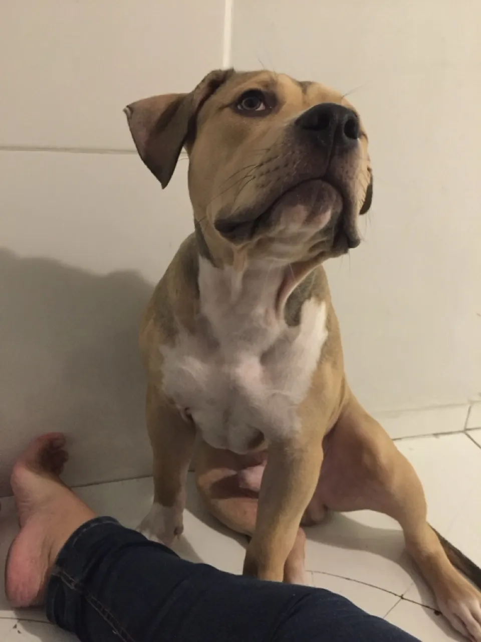 Pitmonster *