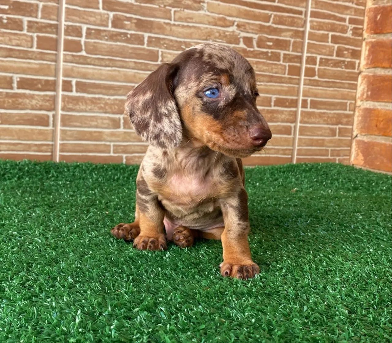 Teckel Kaninche lindo Alerquim chocolate macho -