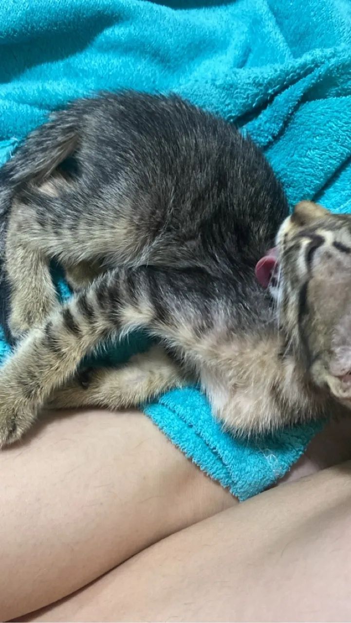 Gatinho fofo para adoção - Foto 3