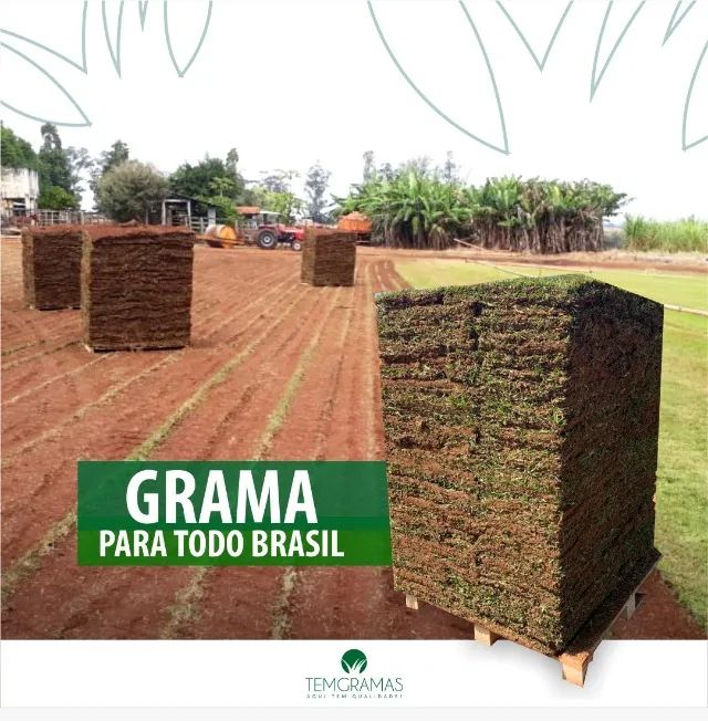 Grama Em Minas Gerais