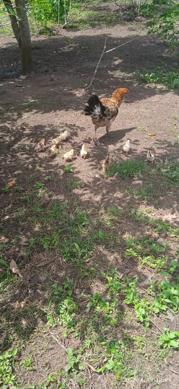 Pintinhos Brahmas disponíveis 
