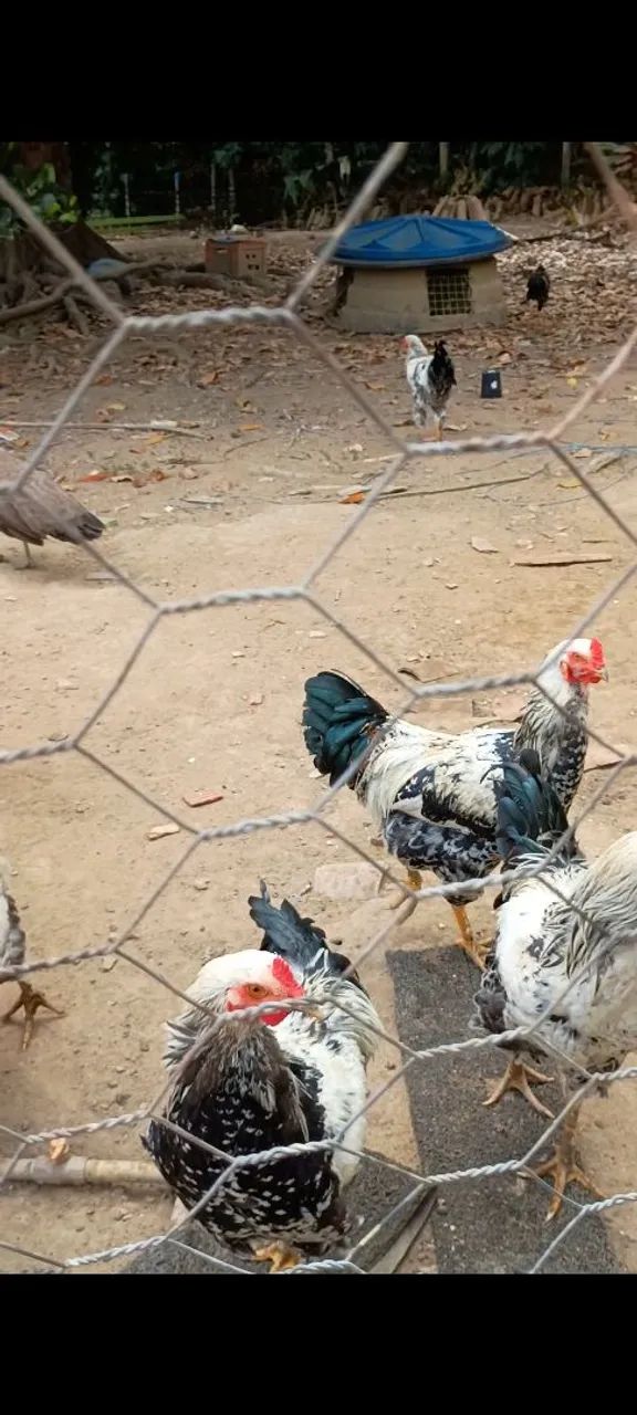 Frangos com  6 meses 