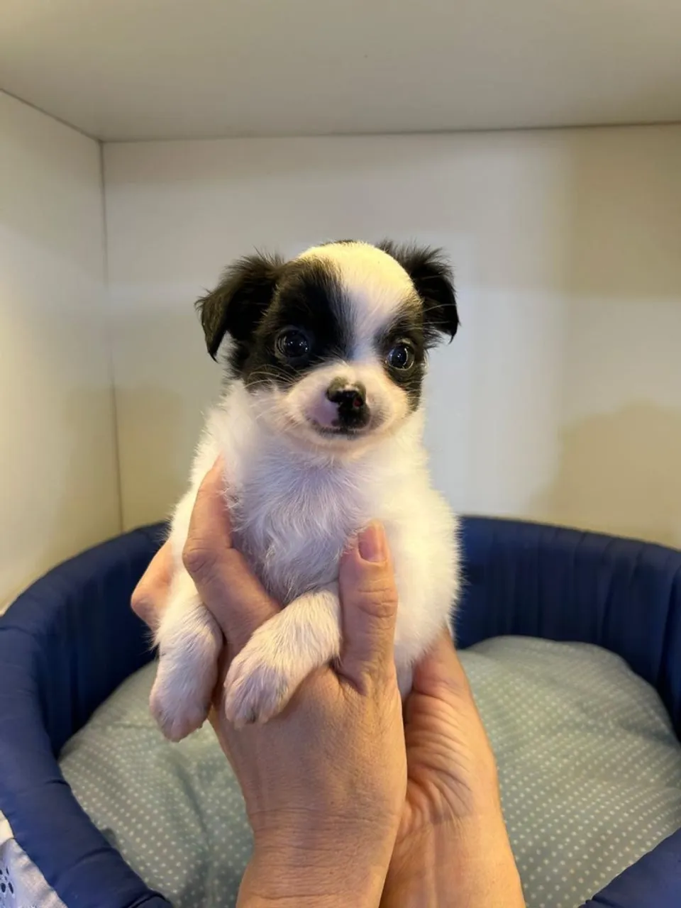 filhotes de Spitz Alemão e Chihuahua
