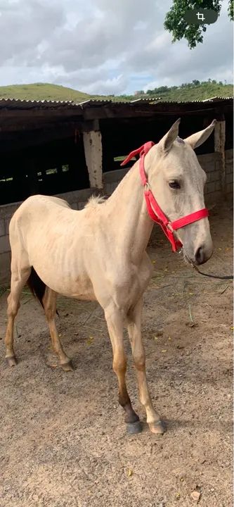 Égua potra  - Foto 3