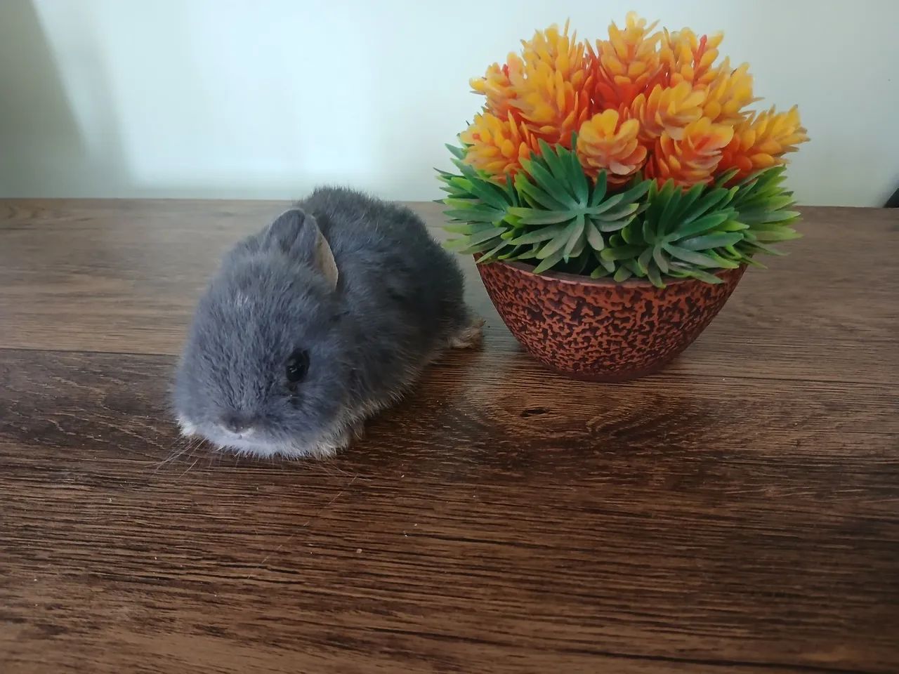 Coelhinho Nertherland Dwarf fofinho e mansinho. - Foto 3