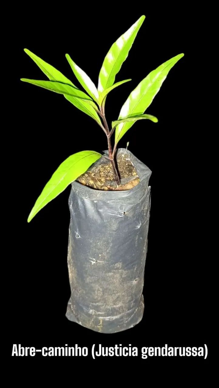 Mudas da planta Abre-caminho  - Foto 2