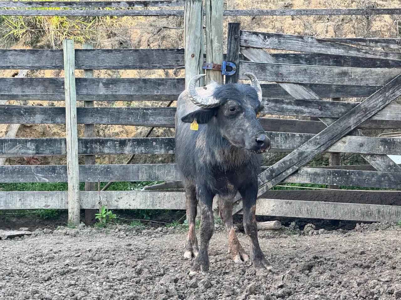 Búfalo a venda e  búfala  - Foto 4