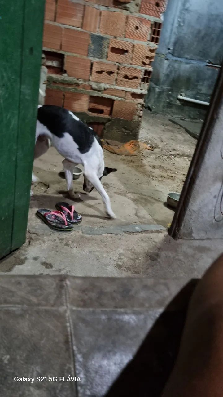 Cachorro lindo para adoção
