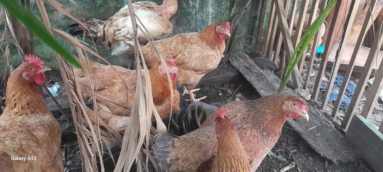 Vendo. Galinhas. 