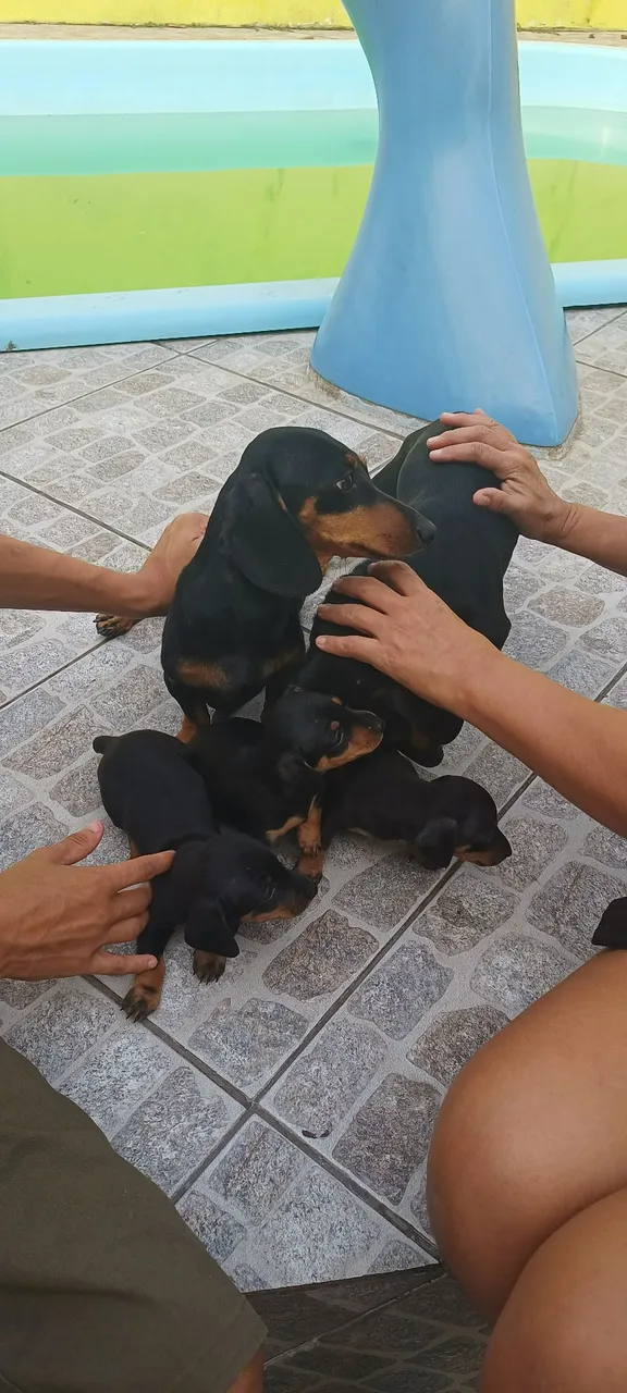 Lindos filhotes de salsicha mini 