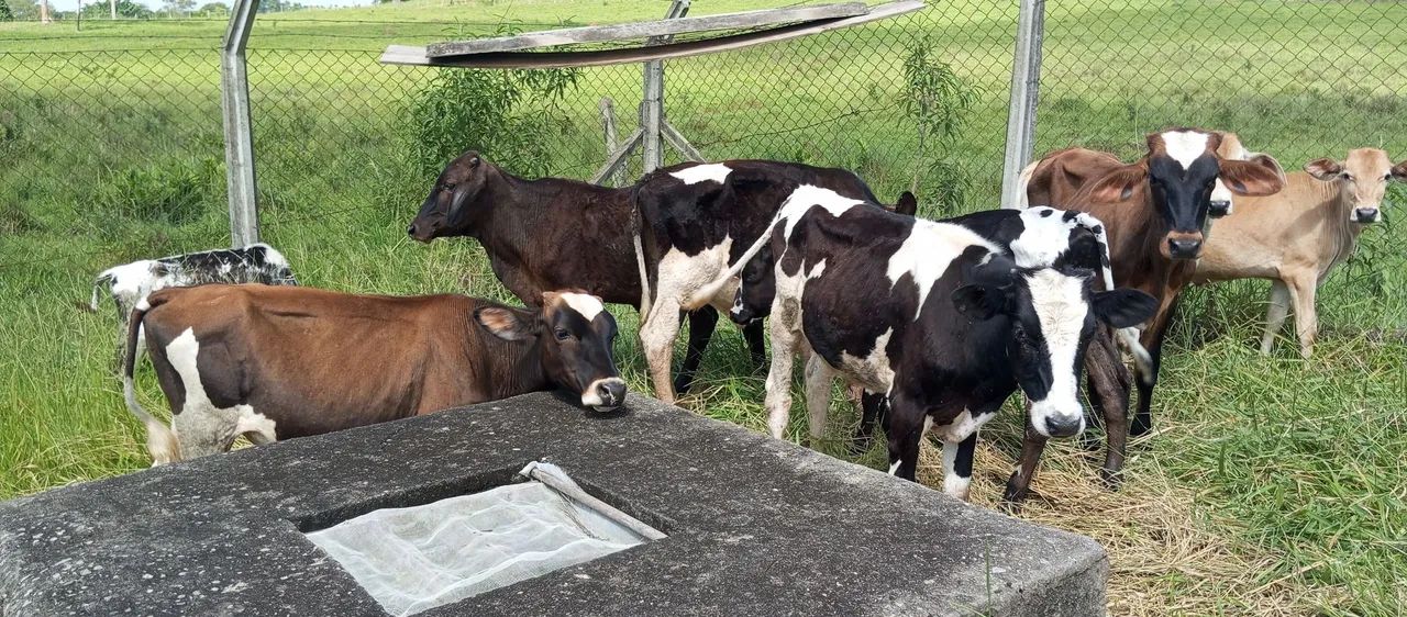 Bezerros a venda  - Foto 3