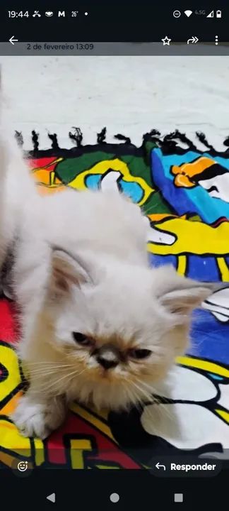 Gatos Persa Filhotes Desconto no Pix - Foto 5