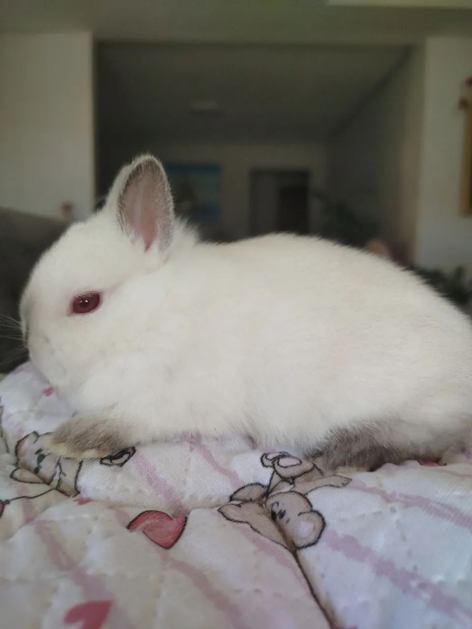 Filhote coelho Anão Netherland - Foto 2