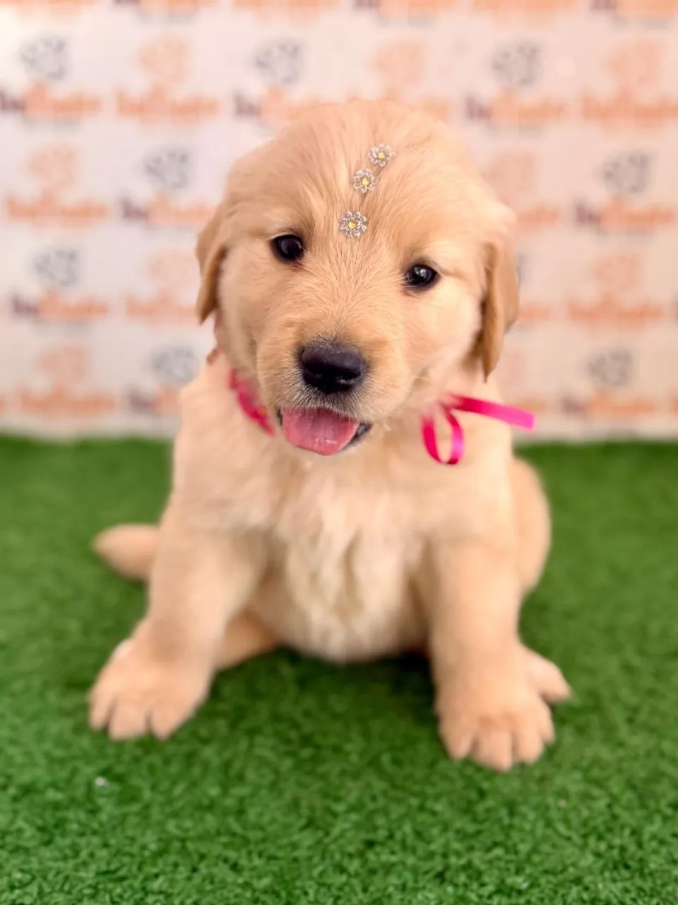 Filhote de Golden Retriever Brincalhão 