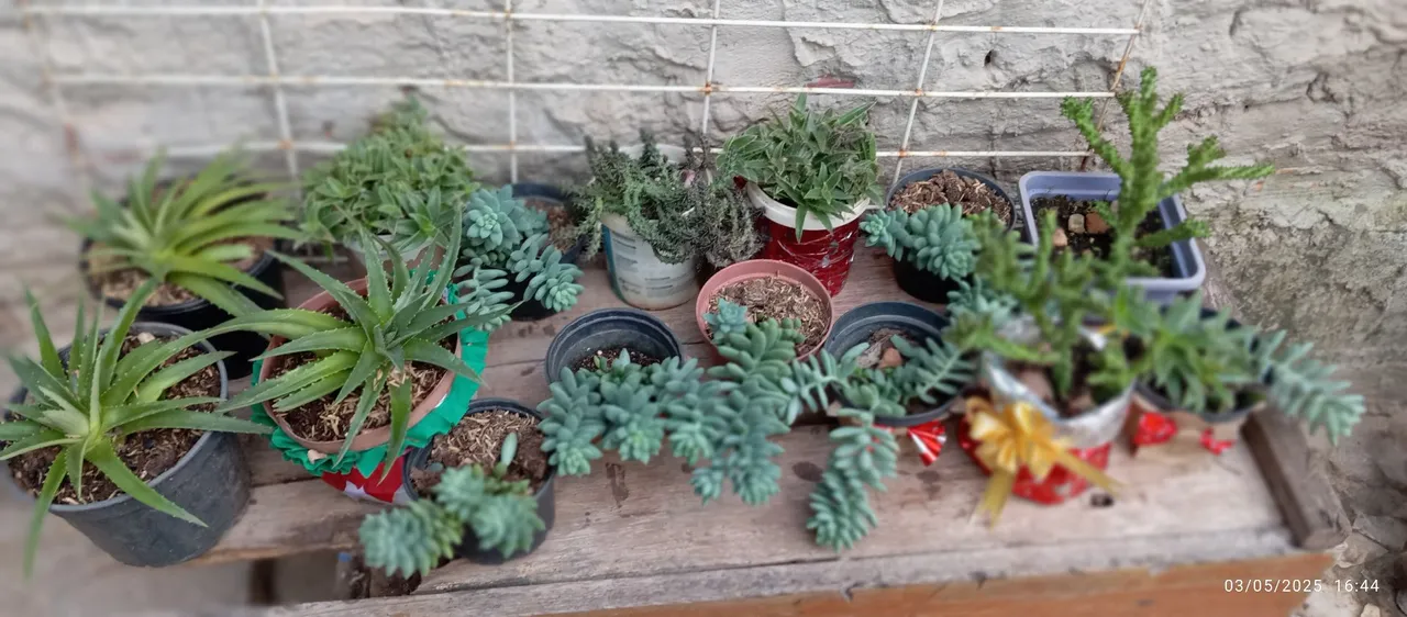 Kit de Plantas Suculentas