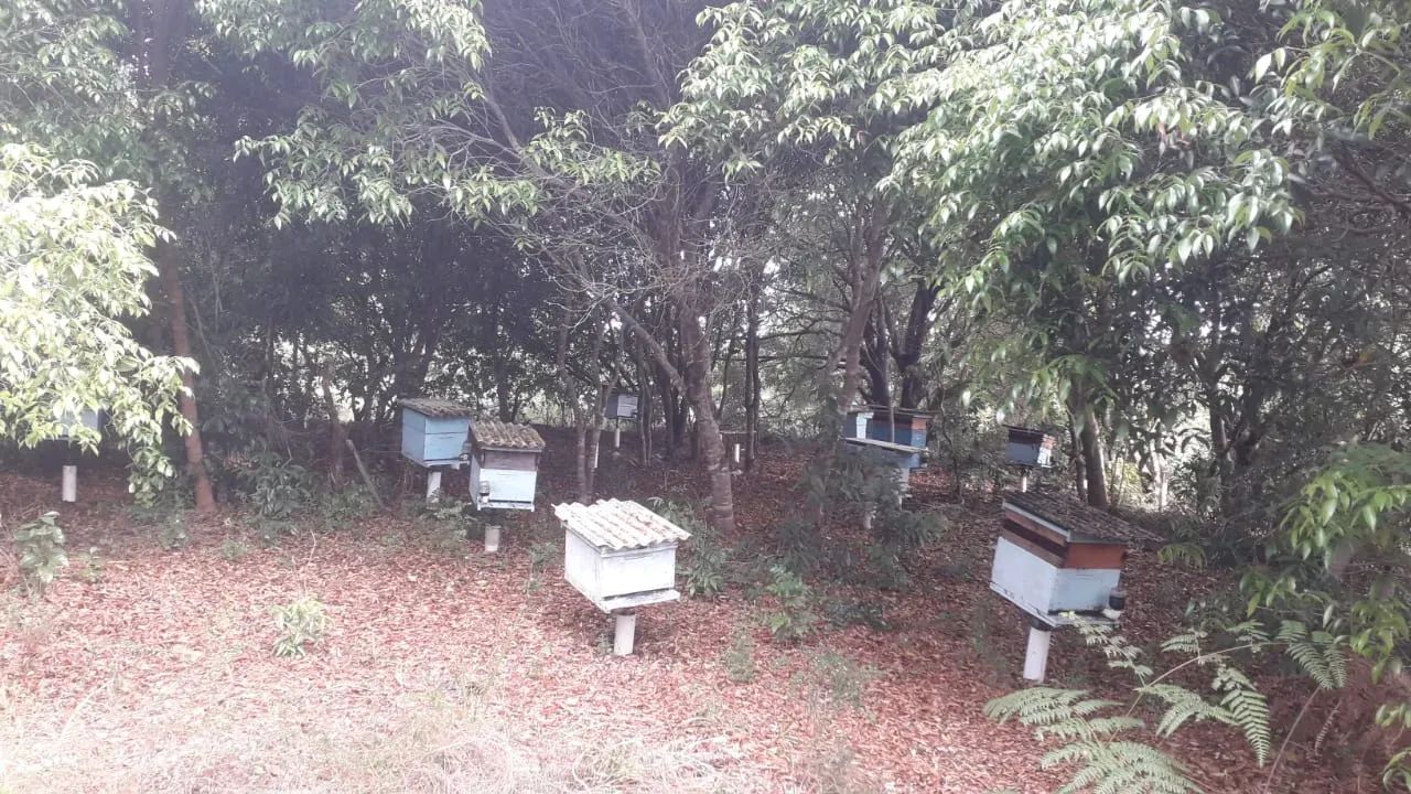 Oportunidade para empreendedores -5 hectares Porteira fechada: apiário e trator - Japarati - Foto 5