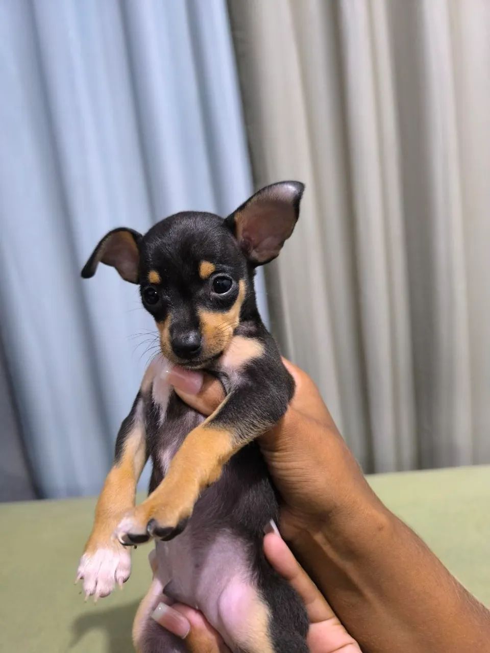 Filhote de Pinscher Machinho  - Foto 2
