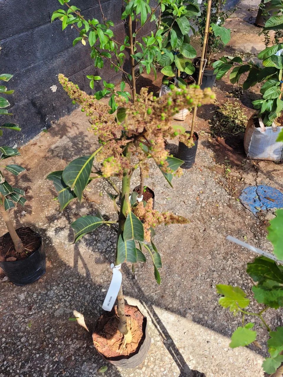 Mudas Frutíferas Enxertadas  - Foto 4