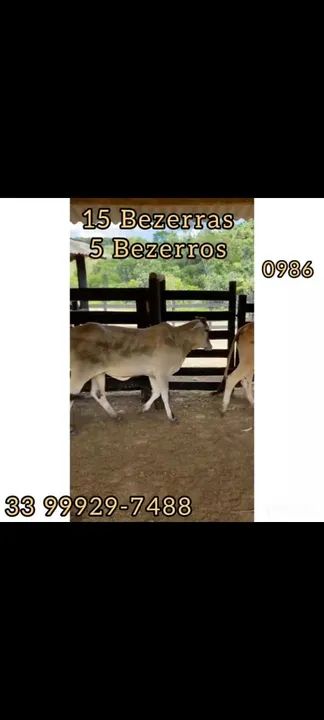 15 Bezerras e 5 bezerros  - Foto 5