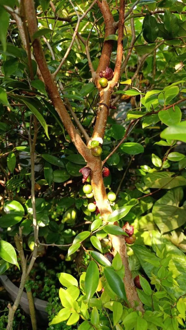 Plantas diversas - Foto 6