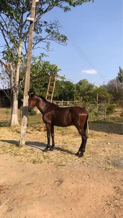 Cavalo Campolina registrado 