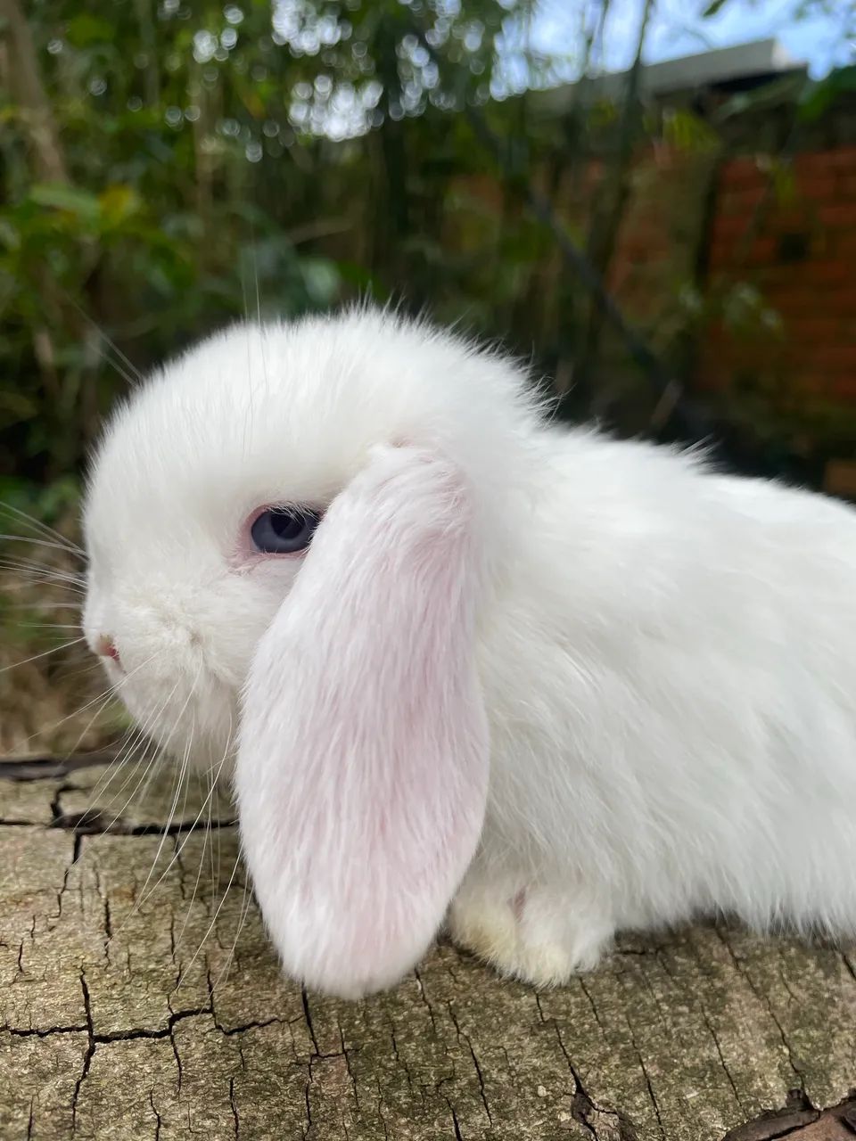Mini Lop Rabbit Kittens