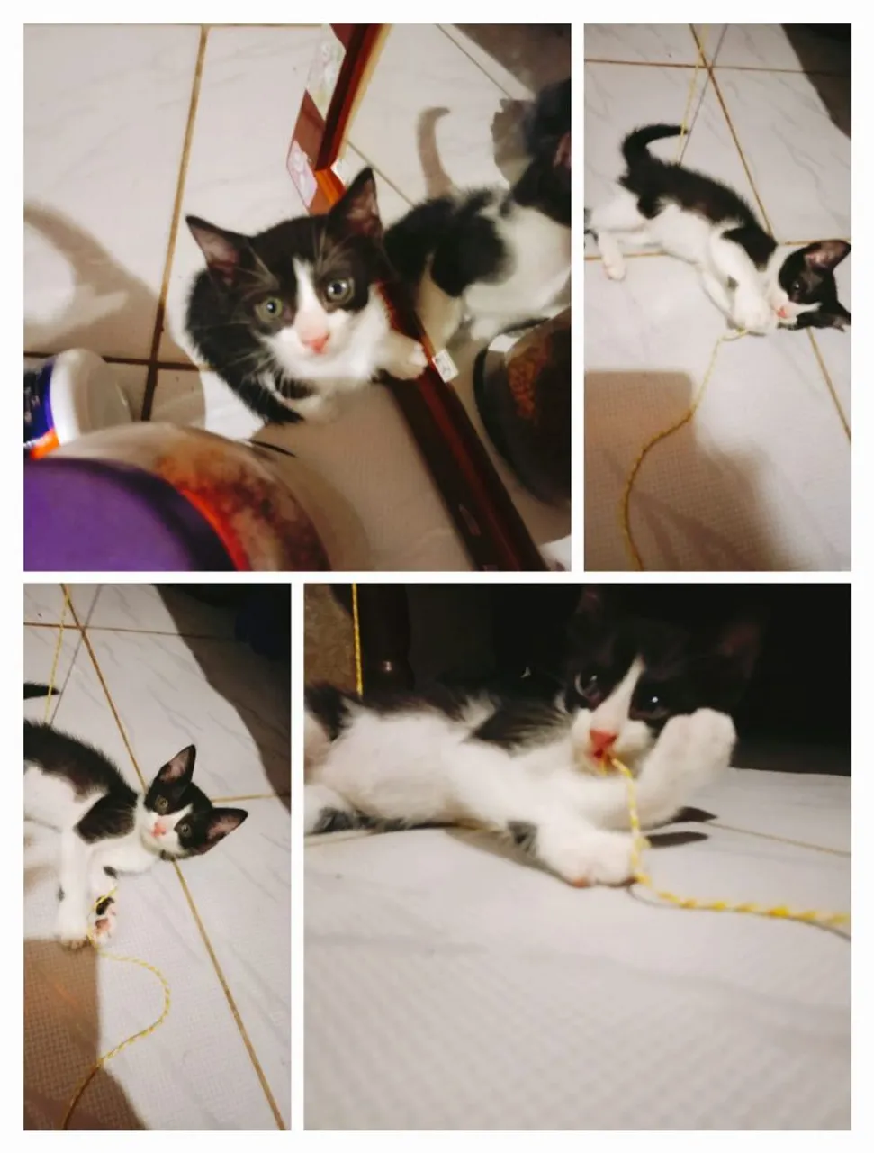 Gatinho lindo e brincalhão para adoção!